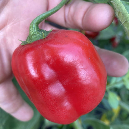 Mix De Rocoto – Mixed Vegetable Seeds