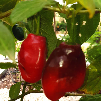 Mix De Rocoto – Mixed Vegetable Seeds