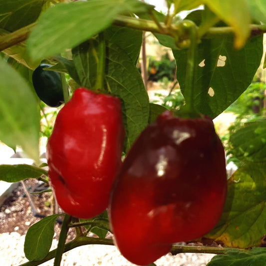 Mix De Rocoto – Mixed Vegetable Seeds
