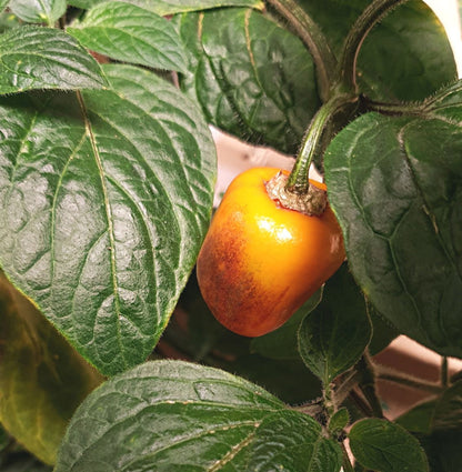 Yellow Rocoto Manzano – Hot Culinary Pepper Seeds