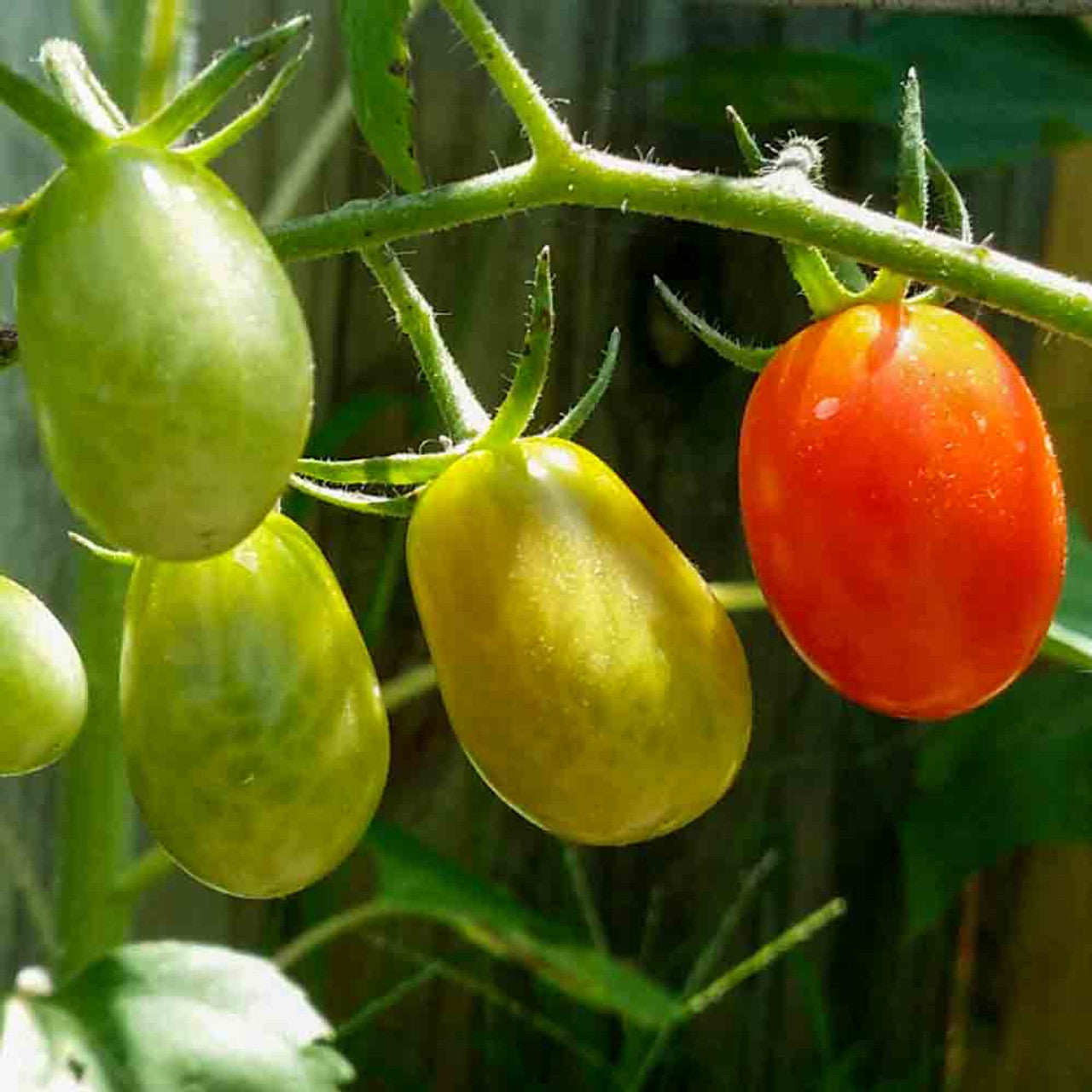 Italian Roma Tomato Lycopersicon Lycopersicum – Vegetable Seeds