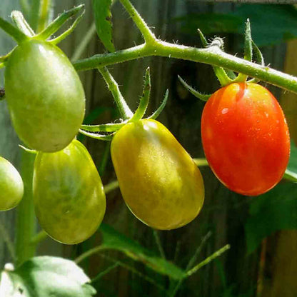 Italian Roma Tomato Lycopersicon Lycopersicum – Vegetable Seeds