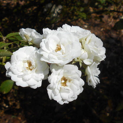 Rosa Alba Maxima Seeds – White Heirloom Rose for Garden Planting