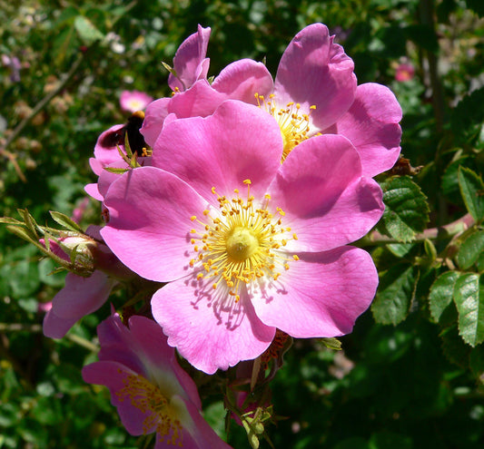 Prairie Wild Rose – Colorful Perennial Wildflower Garden Seeds
