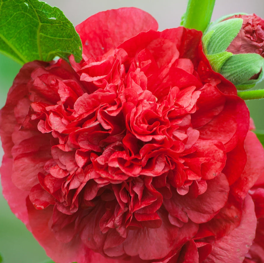 Alcea Red Hollyhock – Perennial Flower Seeds