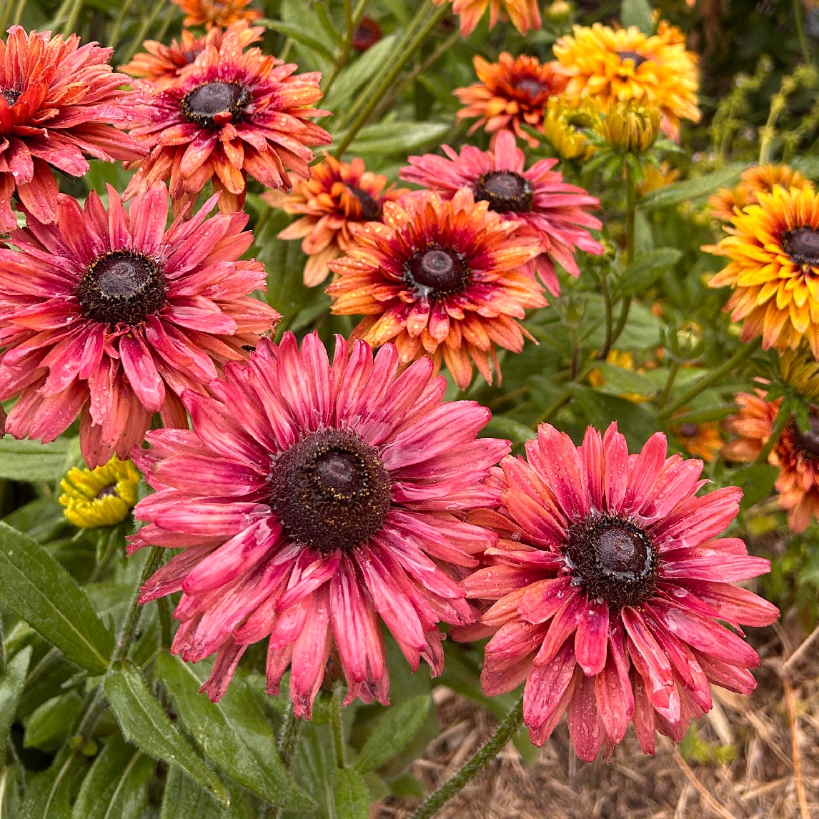 Rudbeckia Sahara Flower – Garden Flower Seeds