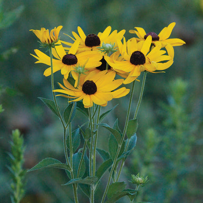 Sweet Black Eyed Susan Rudbeckia – Perennial Garden Flower Seeds