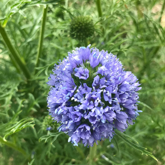 Globe Gilia – Colorful Wildflower Garden Seeds