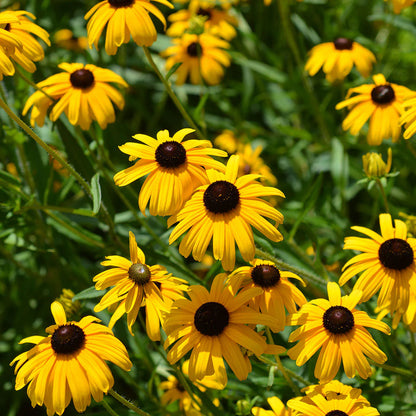 Sweet Black Eyed Susan Rudbeckia – Perennial Garden Flower Seeds