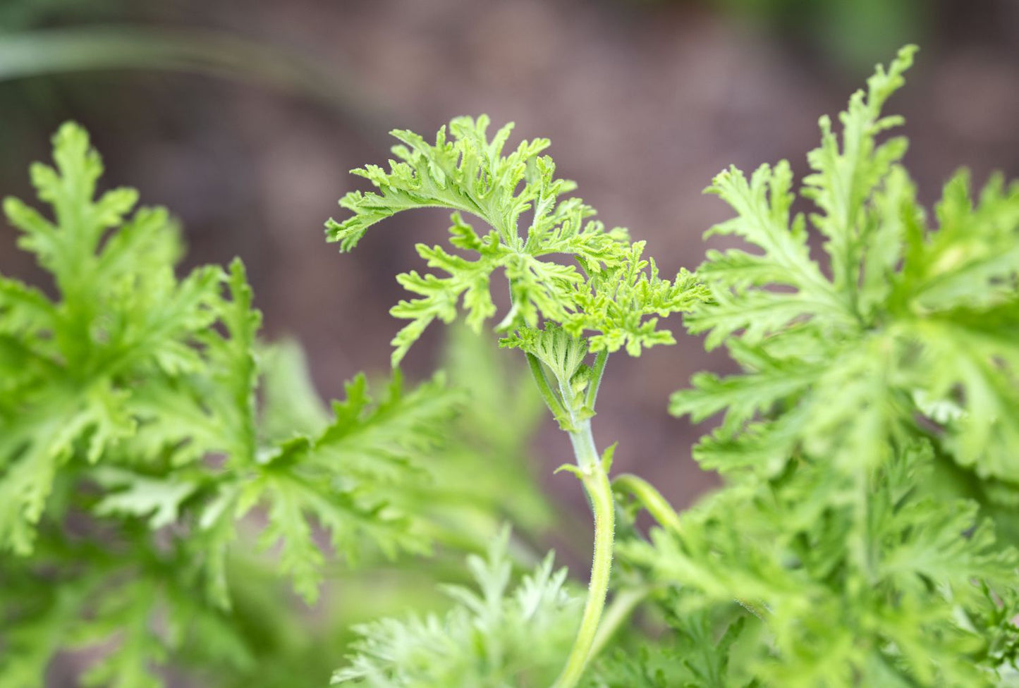 Citronella Seeds Mozzie – Garden Flower Seeds