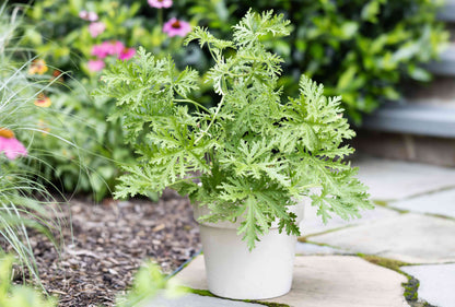 Citronella Seeds Mozzie – Garden Flower Seeds