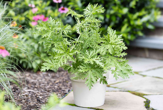 Citronella Seeds Mozzie – Garden Flower Seeds
