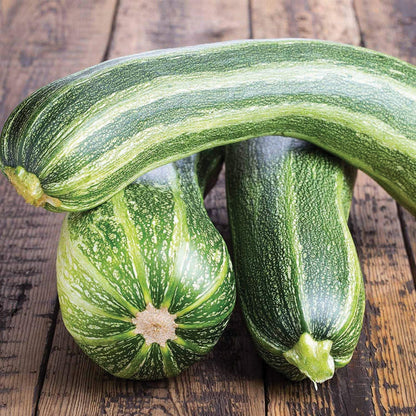 Italian Striped Zucchini – Garden Vegetable Seeds
