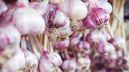 Elephant Garlic Allium Ampeloprasum – Hardy Vegetable Seeds
