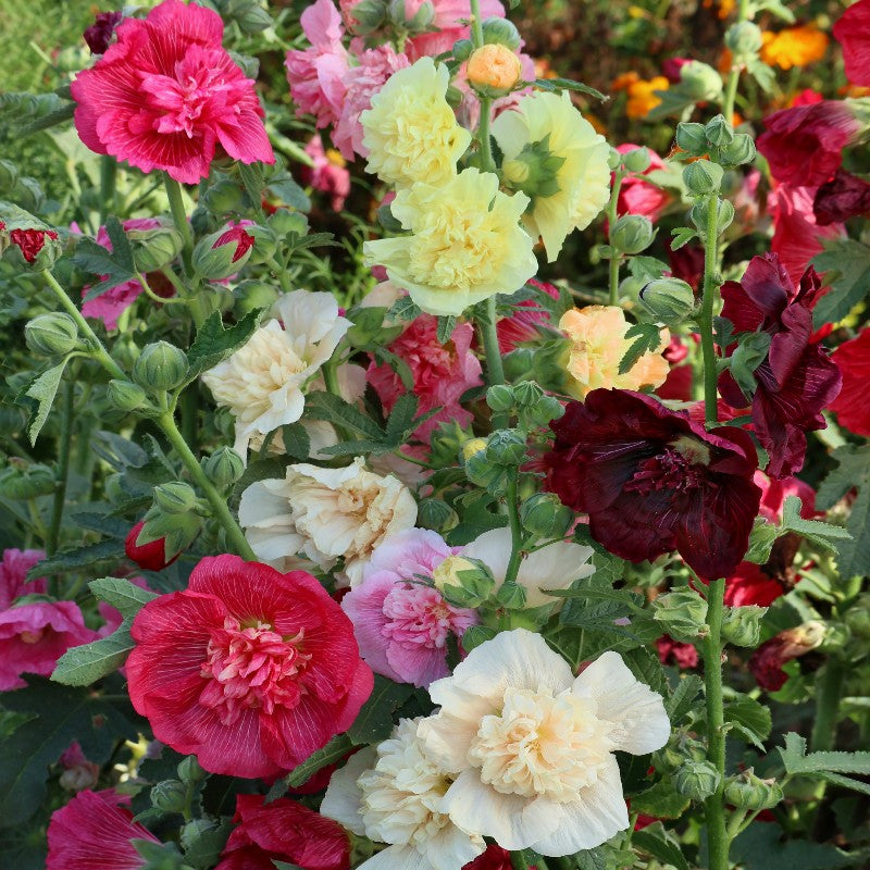 Alcea Double Hollyhock – Mixed, Perennial Flower Seeds