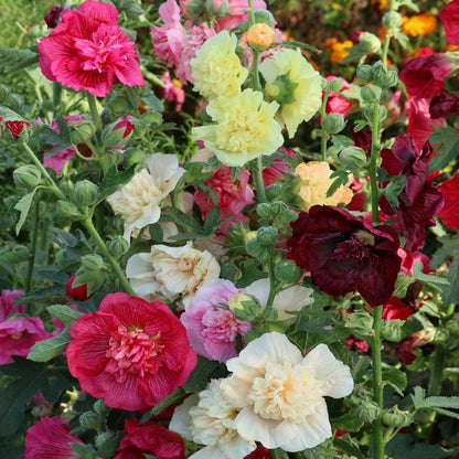 Alcea Double Hollyhock – Mixed, Perennial Flower Seeds