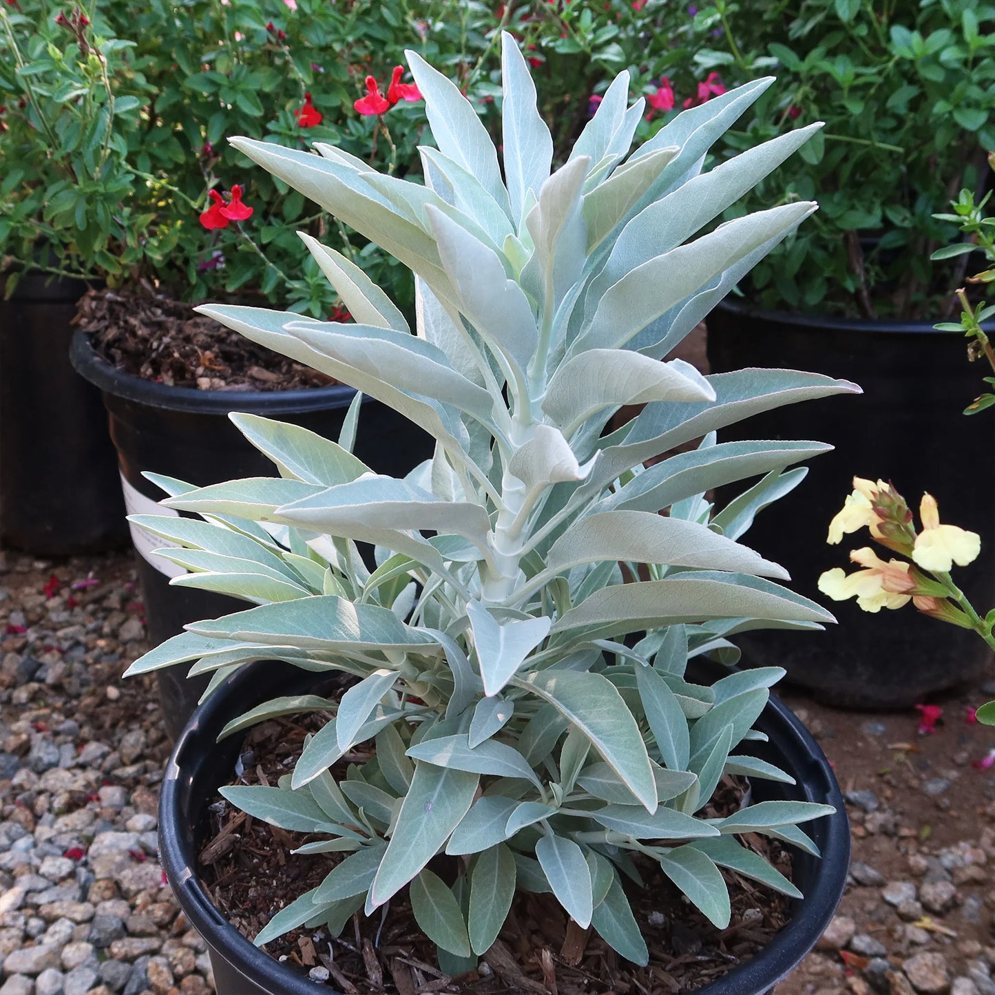 White Sage – Herb Seeds
