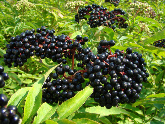 Elderberry Sambucus Nigra – Edible Shrub Seeds