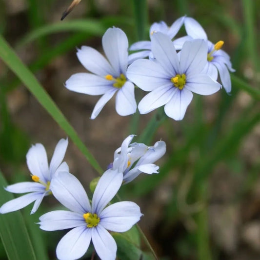 White Blue Eyed – Perennial Flower Seeds