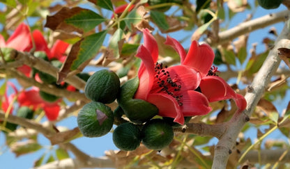 Red Silk Cotton Bombax Ceiba – Edible Fruit Tree Seeds