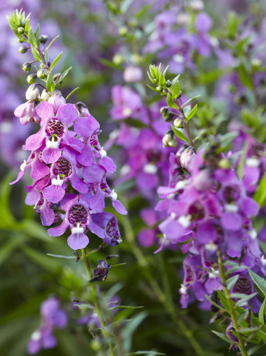 Angelonia Angelonia Angustifolia – Serena Mixed Color Flower Seeds