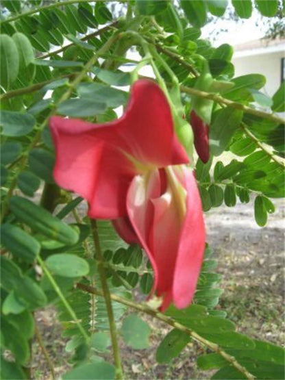 Sesbania Grandiflora – Scarlet Wisteria Hummingbird Tree Seeds