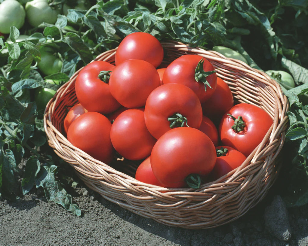 Polbig Red Slicer Tomato – Heirloom Vegetable Garden Seeds