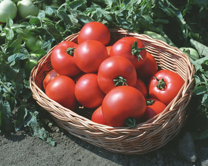 Polbig Red Slicer Tomato – Heirloom Vegetable Garden Seeds