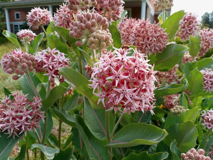 Showy Milkweed Asclepias – Perennial Garden Flower Seeds
