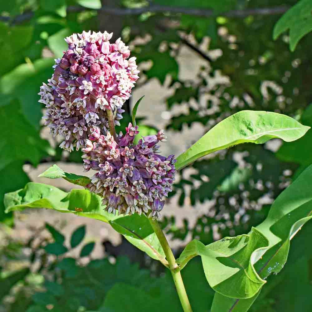 Common Milkweed – Native Wildflower Garden Seeds