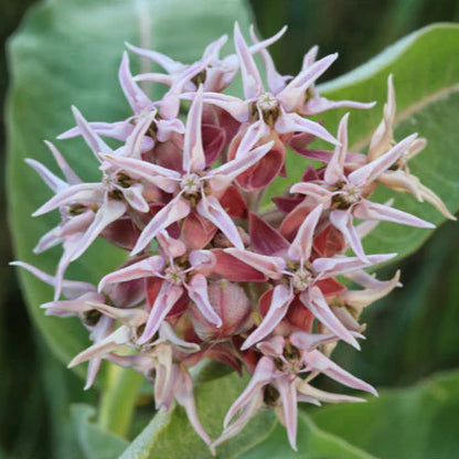 Showy Milkweed – Pollinator Friendly Wildflower Garden Seeds