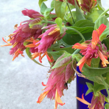 Pachystachys Red Shrimp Plant Seeds – Compact Tropical Flowering Plant for Gardens