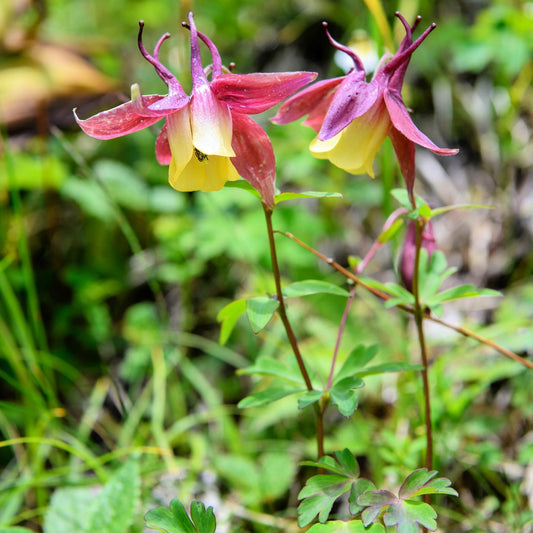 Oriental Columbine Flower – Perennial Flower Seeds
