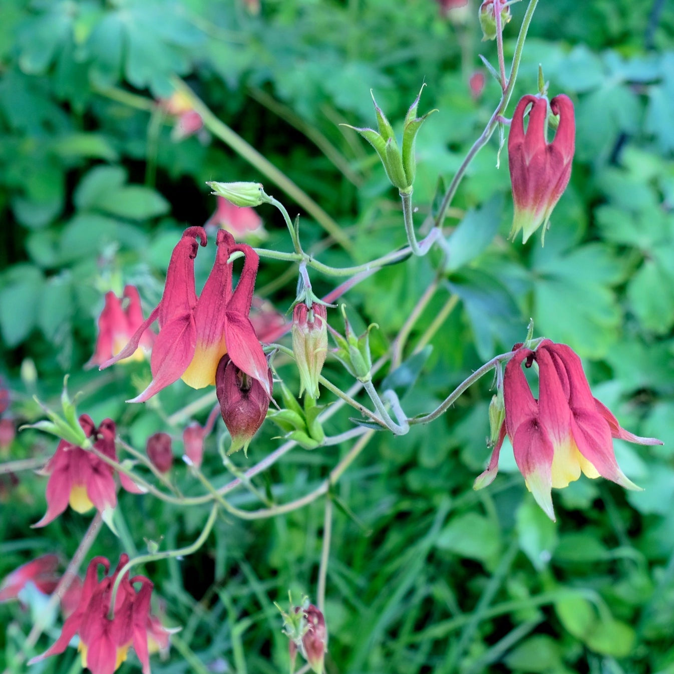 Oriental Columbine Flower – Perennial Flower Seeds