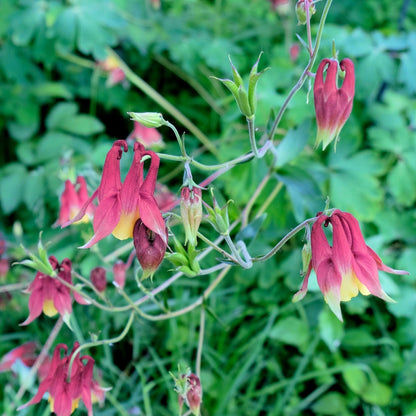 Oriental Columbine Flower – Perennial Flower Seeds