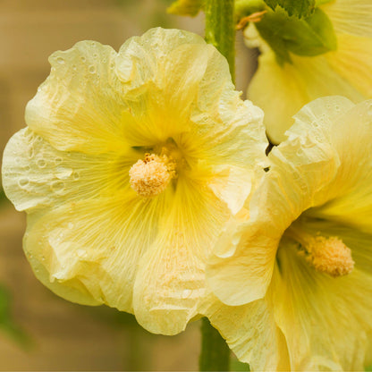 Yellow Double Hollyhock – Perennial Flower Seeds