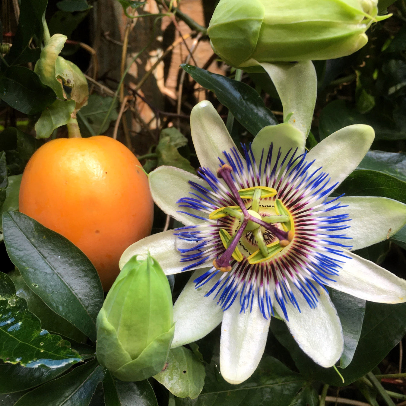 Blue Passion Flower Passiflora Caerulea – Climbing Flower Seeds