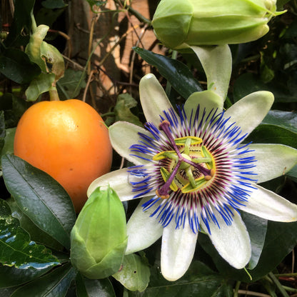 Blue Passion Flower Passiflora Caerulea – Climbing Flower Seeds