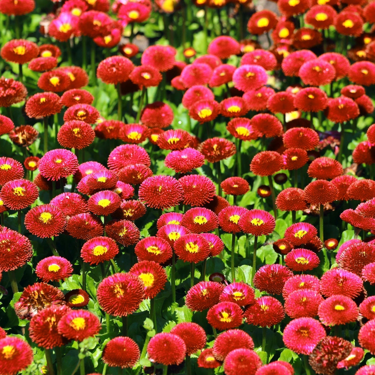 Red Bellis Flower – Annual Flower Seeds