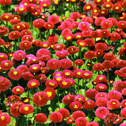 Red Bellis Flower – Annual Flower Seeds