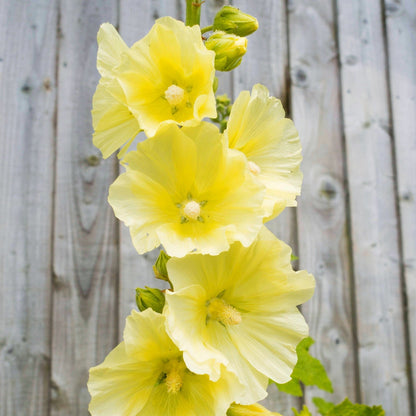 Yellow Hollyhock Flower – Perennial Flower Seeds