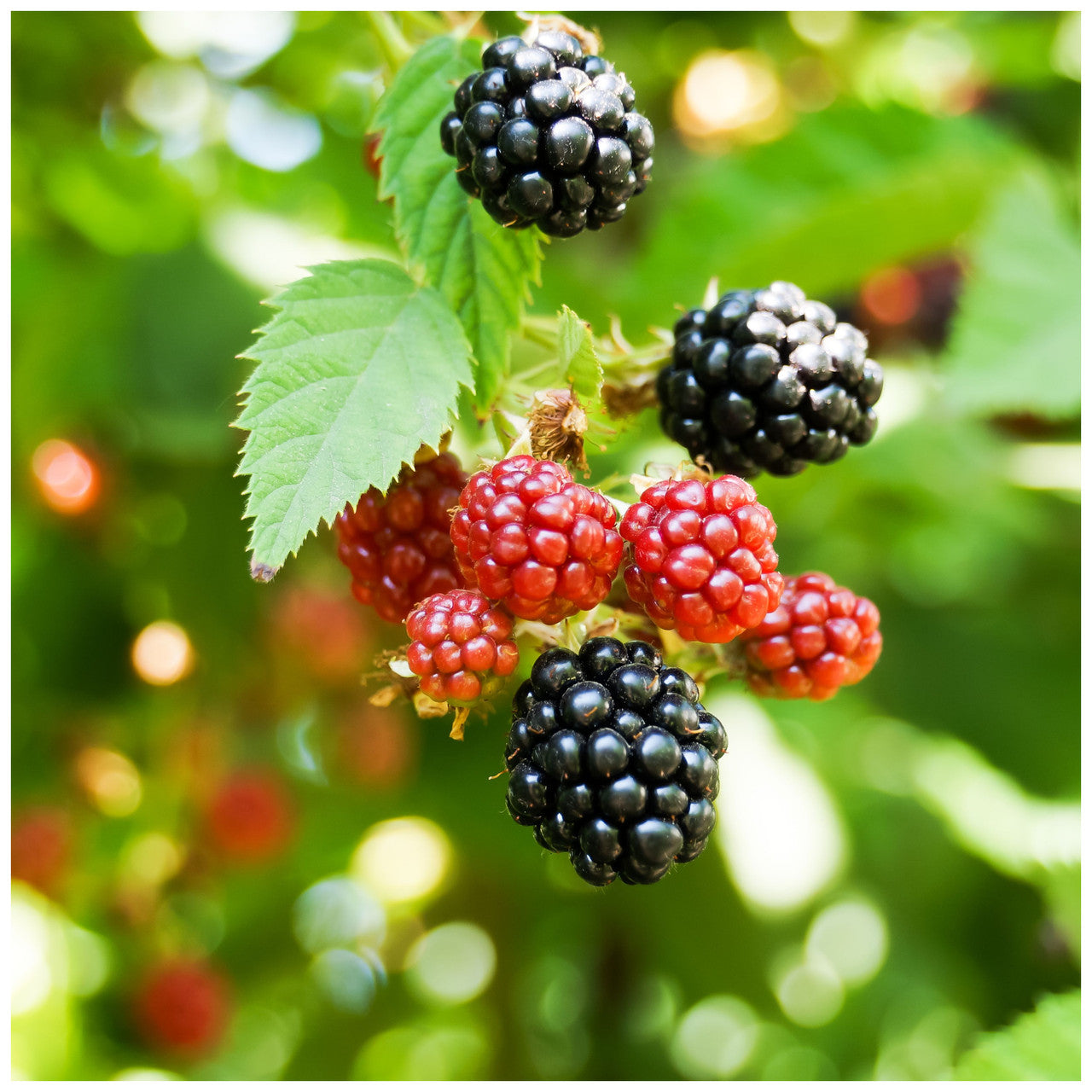 Wild Blackberry Rubus Fruticosus – Fruit Garden Seeds