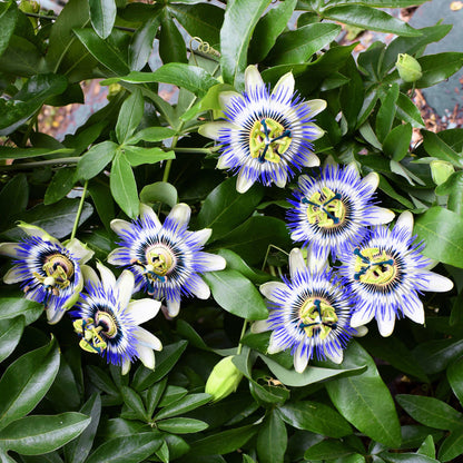 Blue Passion Flower Passiflora Caerulea – Climbing Flower Seeds