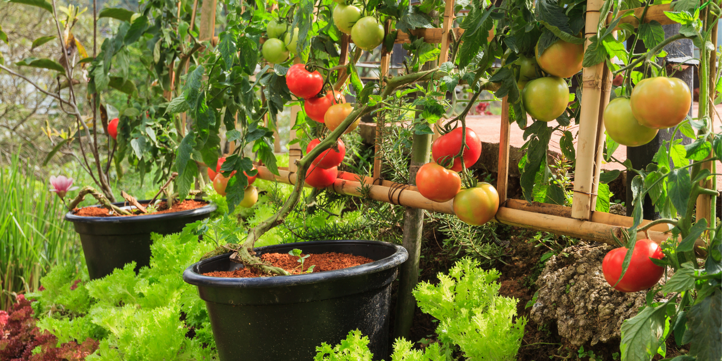 Windowbox Roma Tomato – Garden Vegetable Seeds