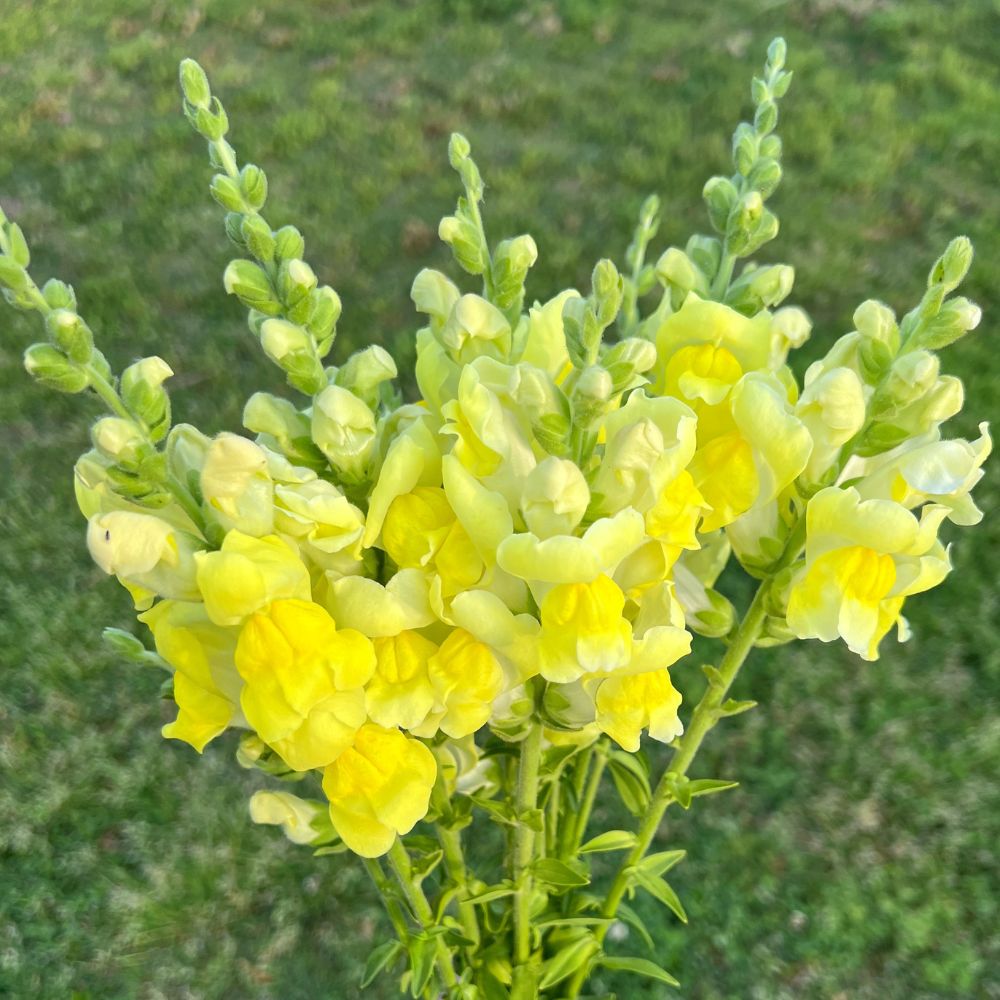 Sonnet Yellow Snapdragon – Garden Flower Seeds
