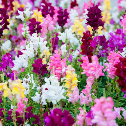 Snapdragon Trumpet Serenade – Garden Flower Seeds