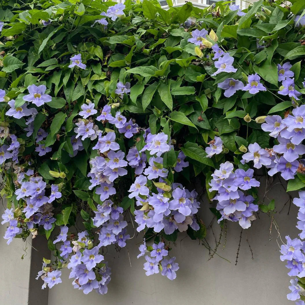 Thunbergia Grandiflora ‘Blue Sky Vine’ Seeds – Heirloom, Non-GMO, Fast-Growing Climbing Vine