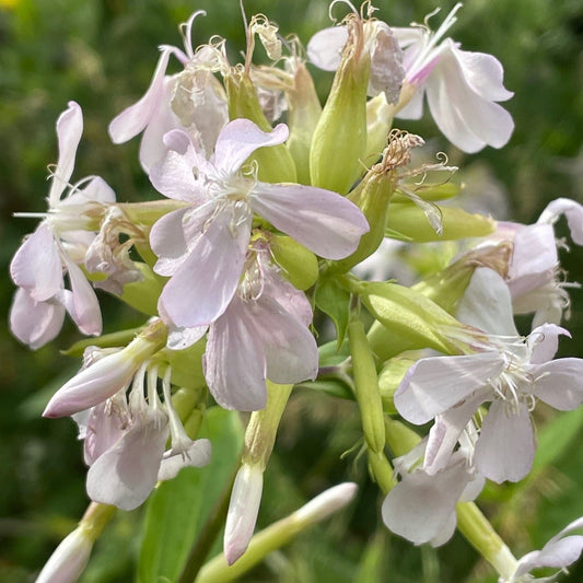 Soapwort Saponaria – Colorful Wildflower Garden Seeds