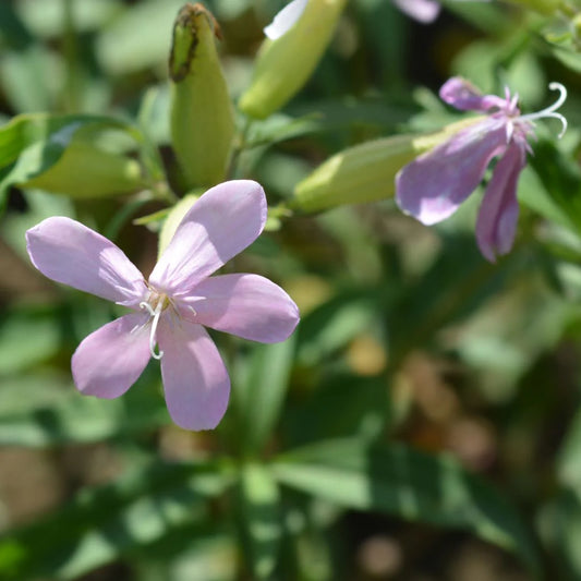 Soapwort Saponaria – Colorful Wildflower Garden Seeds