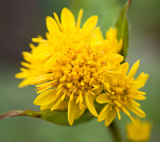 Stiff Goldenrod Solidago – Hardy Wildflower Garden Seeds